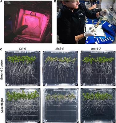 Epigenomic Regulators Elongator Complex Subunit 2 and Methyltransferase 1 Differentially Condition the Spaceflight Response in Arabidopsis